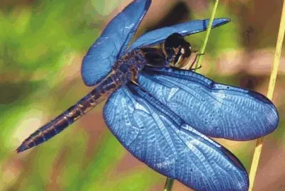 Dragonfly