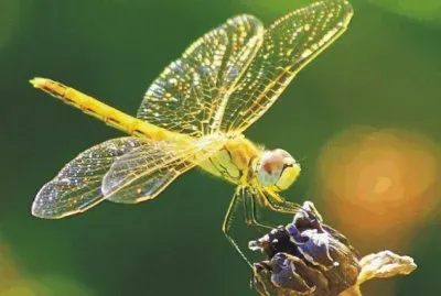 Dragonfly