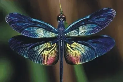 Dragonfly