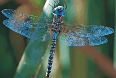 Dragonfly