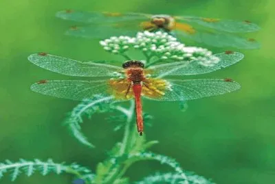 Dragonfly