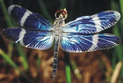 Dragonfly