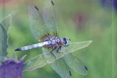 Dragonfly