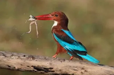 OK