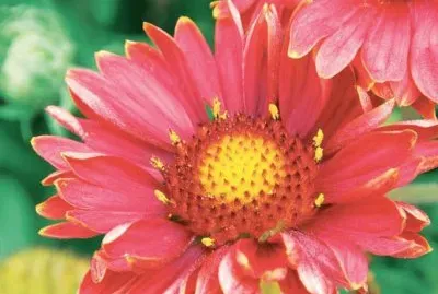 Gaillarde
