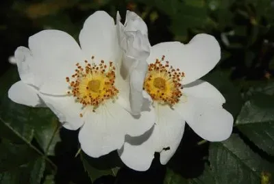 Imagem jigsaw puzzle
