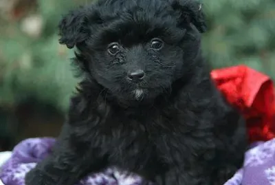 Pomapoo