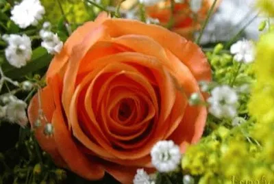 Rosas jigsaw puzzle