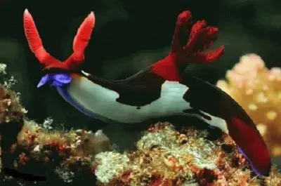 פאזל של Imagem