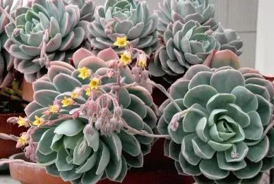 Echeveria jigsaw puzzle