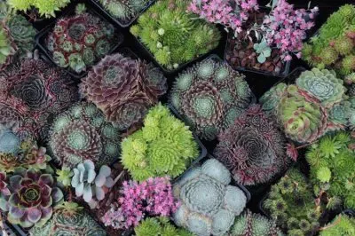 Joubarde jigsaw puzzle