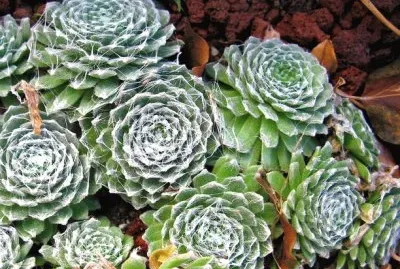 Joubarde jigsaw puzzle