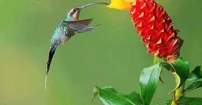 flores