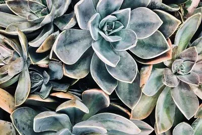 natural jigsaw puzzle