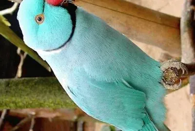 natural jigsaw puzzle