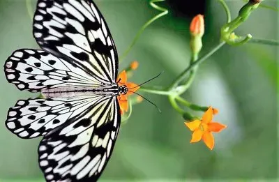 natural jigsaw puzzle