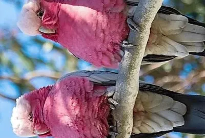 natural jigsaw puzzle