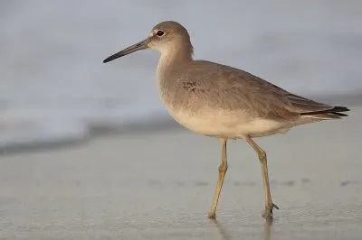 Totano semipalmato