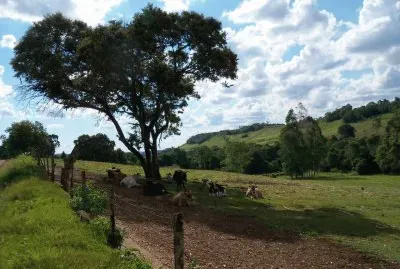 vacas na sombra jigsaw puzzle