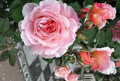 flores jigsaw puzzle