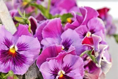 flores jigsaw puzzle