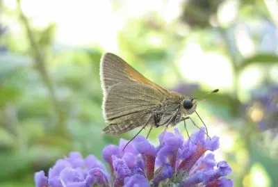 Polites themistocles