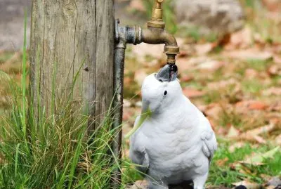 Thirsty cockatoo