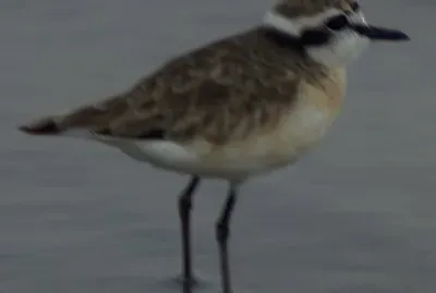 Corriere di kittlitz