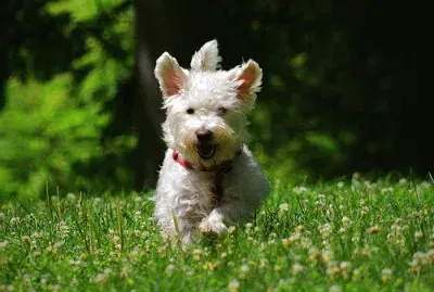 Westiepoo