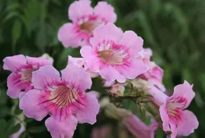 פאזל של Bignone