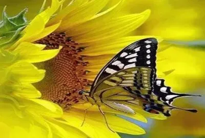 imagem jigsaw puzzle