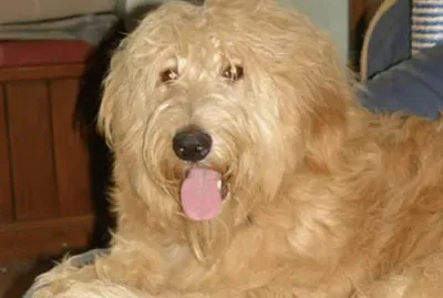 Shepadoodle