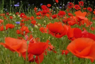 Coquelicots