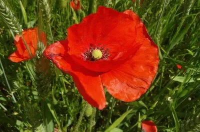 Coquelicot