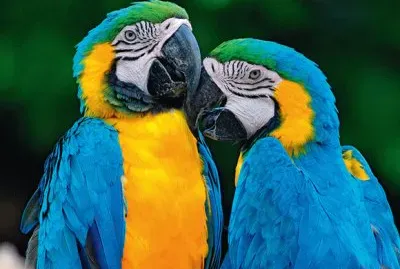 Animais jigsaw puzzle