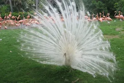 Disney 's Animal Kingdom 2, 2011