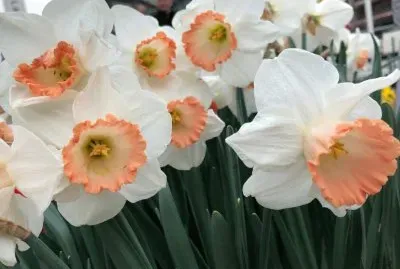 flores jigsaw puzzle