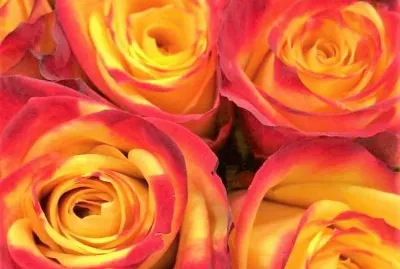 flores