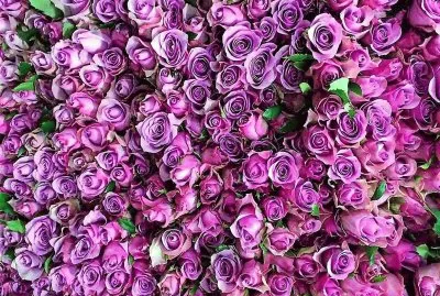 flores