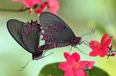 natural jigsaw puzzle