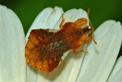 Phimata crassipes jigsaw puzzle