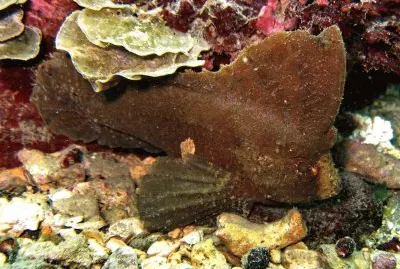 Ablabys taenianotus