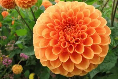 Dahlia