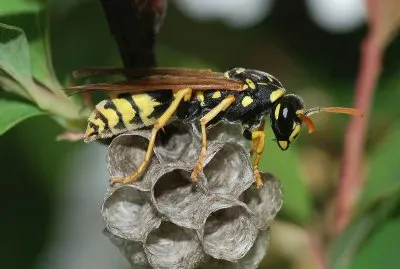 Polistes dominula