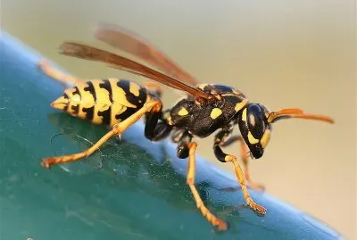 Polistes dominulus