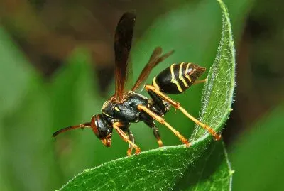 Polistes fuscatus