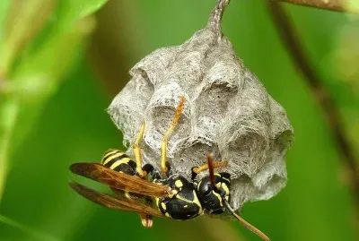 Polistes nympha