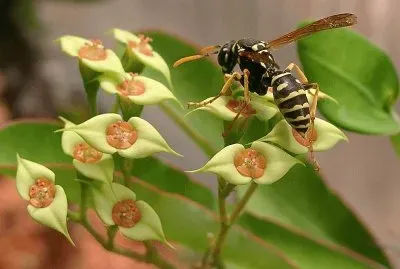 Polistes gallicus