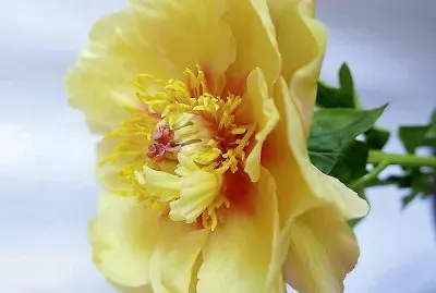 flores