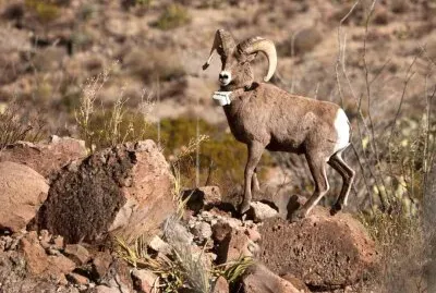 Aoudad are plentiful around Big Bend